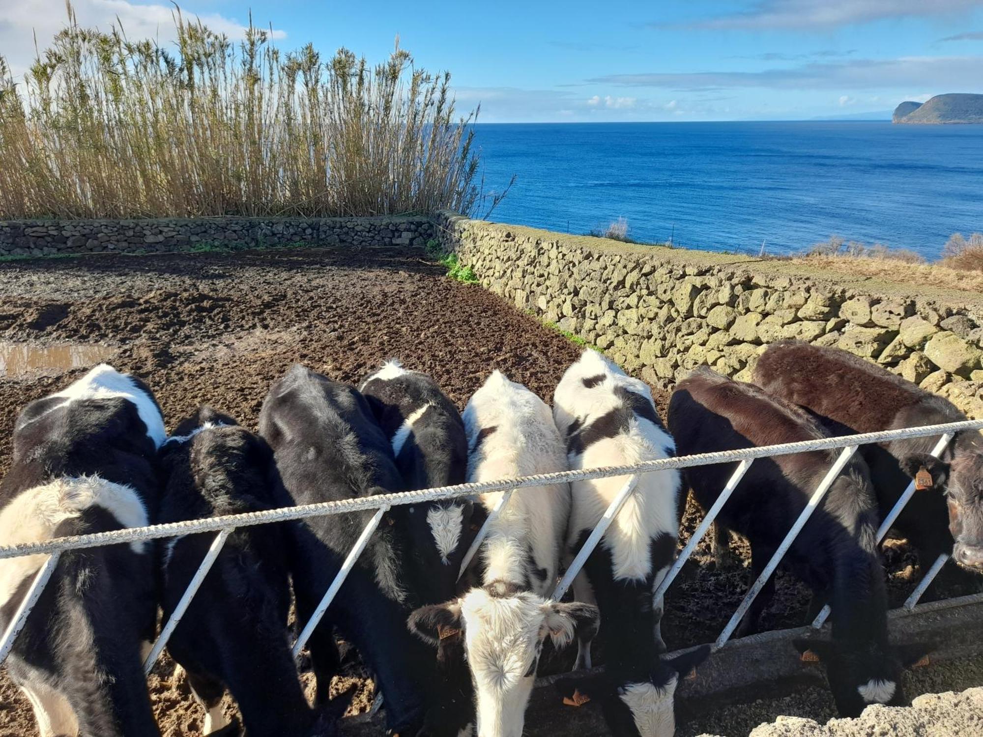 Casa Da Avo Couta Villa Angra do Heroísmo Kültér fotó